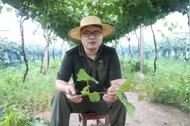 关于葡萄绿枝嫁接，这几种方式，学学有好处图片
