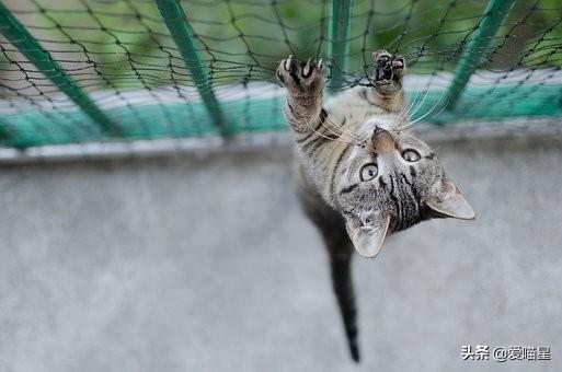 猫粮选购科普：看懂成分值和配方表，练就火眼金睛