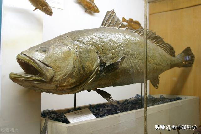 取花胶 2026年取花胶的是什么鱼