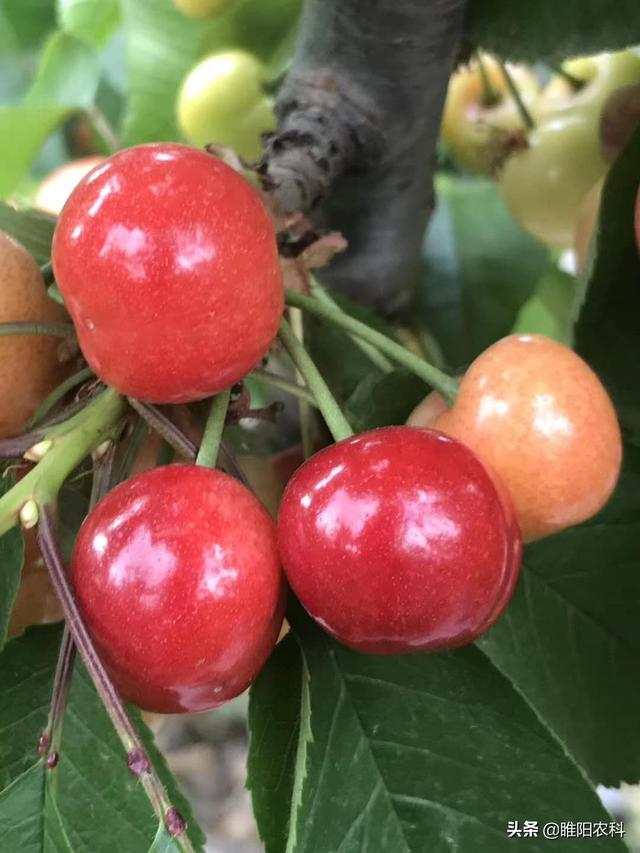 植物生长调节剂与植物激素有什么不同，这篇文章告诉你