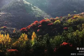 淄博也有十八盘！坡陡弯急红叶多……图片
