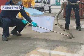 南京海关熏出4米毒蛇，现场不断喷射毒液，不慎被咬到怎么办？图片