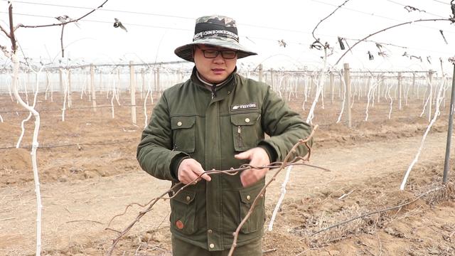 葡萄剪枝的方法有哪些？修剪时有哪些注意事项？