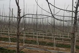 果树主干形如何管理？图片
