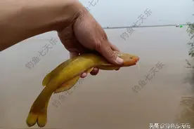 黄河无鱼之殇，电鱼者破坏力太大！千人钓鱼，抵不上电船扫一趟图片