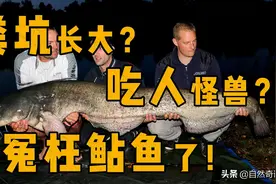 史上最冤枉的鱼：吃屎长大，又脏又臭，鲇鱼真有这么不堪吗？图片