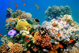 Nature警告：全球气候变暖将造成生物多样性断崖式下降图片