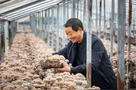 江西1农民43年钻研“茶树菇”，发明1项专利促成16亿产业图片