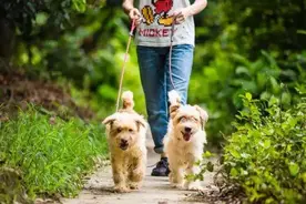 我家爱犬算不算大型犬、烈性犬？到底能不能养？图片