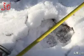 小心！哈尔滨一居民核酸检测路上发现疑似东北虎脚印图片