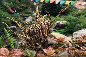 九大仙草是哪几种？老人说：是那雪域之花、深山灵草、海底之珠图片