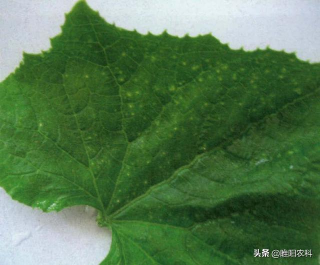 这些药剂是细菌性病害的克星，做好这几点，效果翻倍