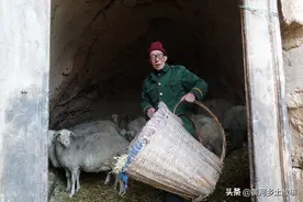 山村大叔养羊生下20多只羊羔，卖钱不给儿子，要留给2孙子图片