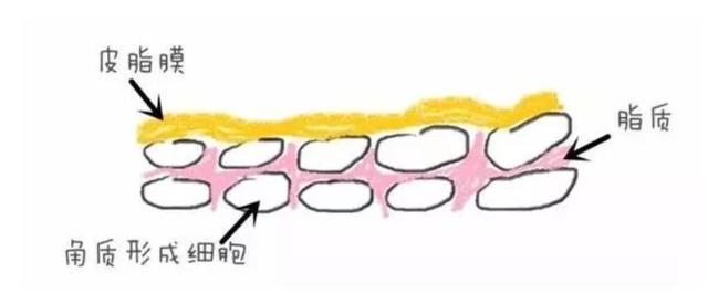 鐨偆灞忛殰鍙楁崯鎬庝箞鍔烇紵鎶よ偆鍋氬ソ杩欏嚑姝ユ槸鍏抽敭锛屽潥鎸佹墠鏈夋晥鍝? onerror=