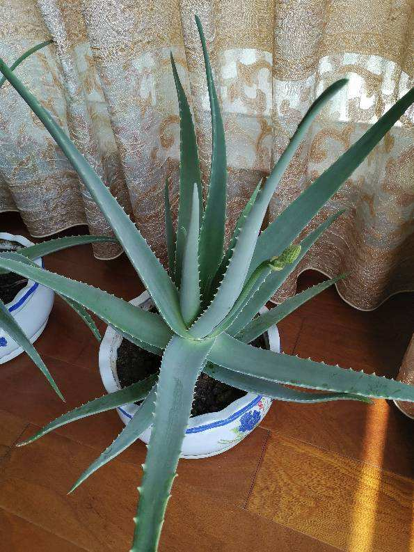 芦荟胶对付鸡皮肤