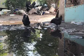 这棚户区，十年前的拆迁遇阻，下次拆迁不知啥时能来，变成垃圾场图片