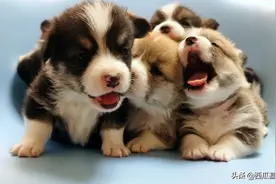 幼犬的早期社交和训练技巧大合集图片