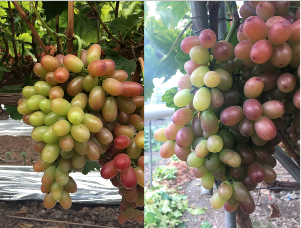 那些你不知道的事——含氨基酸肥料在转色上的应用