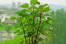 红薯还能这样玩，简单好养，一个月变盆景，生机盎然图片