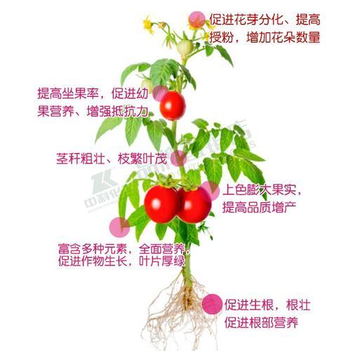 氨基酸水溶肥料生产与使用