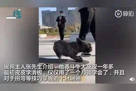 “最牛车队”！斗牛犬一个月学会滑板还能拐弯，后面带了一串小朋友图片