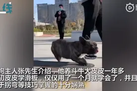 “最牛车队”！斗牛犬一个月学会滑板还能拐弯，后面带了一串小朋友图片
