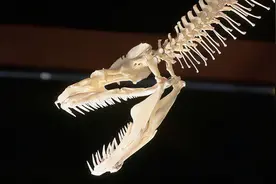 蛇的嘴巴能张那么大，为什么不会脱臼？一口气了解蛇的骨骼结构图片