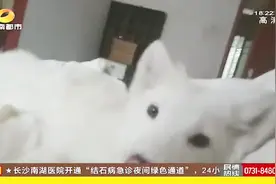 男子车库养狐狸，社区提议“购狐”送入动保机构，狐狸主人拒绝视频封面