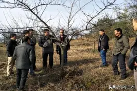 春季李子树多头怎样修剪为好？图片