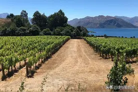 新西兰 瓦纳卡 瑞本酒庄图片