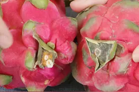 火龙果别只知道挑大的，瞧一眼这个地方就知道甜不甜，一挑一个准图片