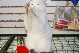 男子收留了一只流浪白猫，猫咪为了报答主人，每天门口招揽生意图片