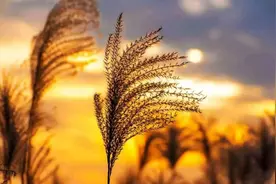 「诗词鉴赏」时光匆匆催人老，感慨岁月催人老的古诗词，珍惜当下图片