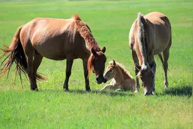 军事常识：古代的战马只吃草？图片
