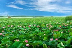 淮阳龙湖为啥不让钓鱼？看完你就明白了图片