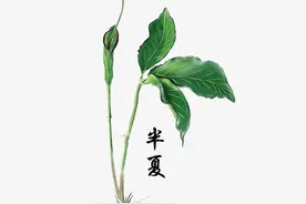 中药古今研究：半夏图片