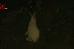 路边惊现几十只小兔子，蹦蹦跳跳在吃草！竟然是被遗弃的图片