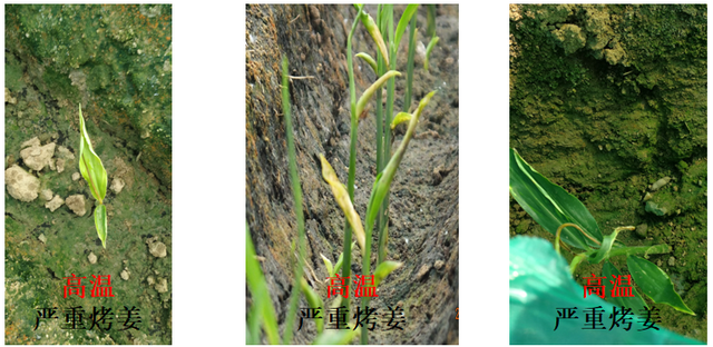 最全的大姜控温管理技术要点在这里，涨知识了！赶快转发收藏！