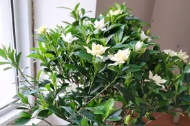 春天栀子花没开花，从这两点入手，今年及时改，明年才能开爆盆图片