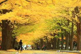 「日本留学」大阪大学医学专业方向及申请条件详解图片