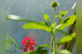 楼下那个疯女人图片