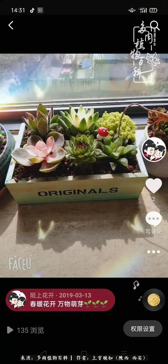 一入肉坑深似海之，我与多肉的不解之缘