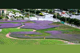 马鞭草盛放，武威城区新添一道紫色花海！图片