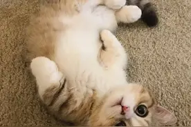猫咪朝你露出肚皮，可不仅仅是为了求摸，还有这几种意思图片