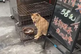 土狗被关在铁笼里，肉店老板拿出一张招牌，看了一眼后，想救它图片