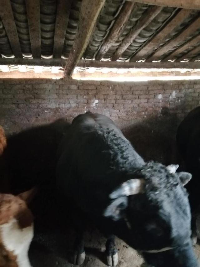 养牛就靠酒糟+玉米面？掺点“调料”可以点石成金