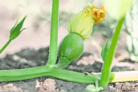 南瓜藤长势很好但不结瓜，怎么办？人为因素影响大，来看四种情况图片