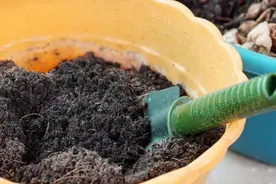 有没有种花的“万能土”？掌握好“3点”，自己调配比买的都好用图片