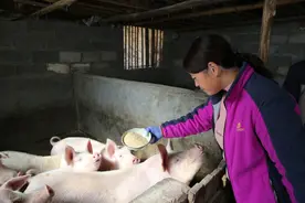 儿子不争气，50岁大姐独居深山养30头猪，为了给儿子娶媳妇，凭啥图片