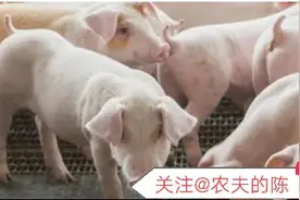 非瘟克星来了图片